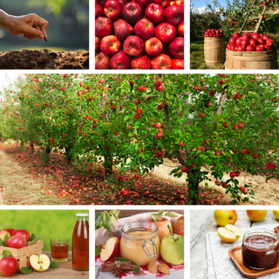 Colorful Photo Collage Apple Instagram Post